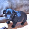 Ember - Photo 3