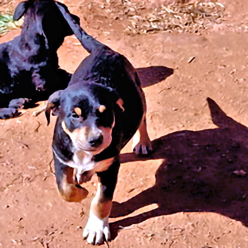 HUNTER - Rottweiler / Spaniel available for adoption