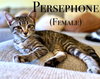 Persephone - Photo 1