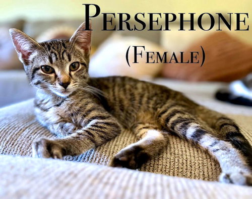 PERSEPHONE - Tabby available for adoption