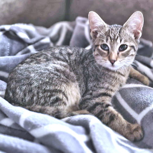 Charlie Image