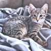 Charlie - Photo 1