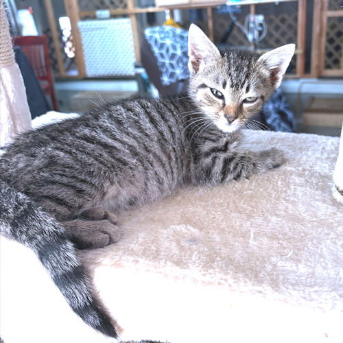 CHARLIE - Tabby available for adoption