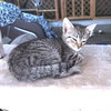 Charlie - Photo 3
