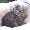 Frito - Photo 2