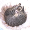 Frito - Photo 3