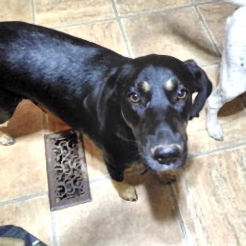 ANGEL - Doberman Pinscher / Rottweiler available for adoption