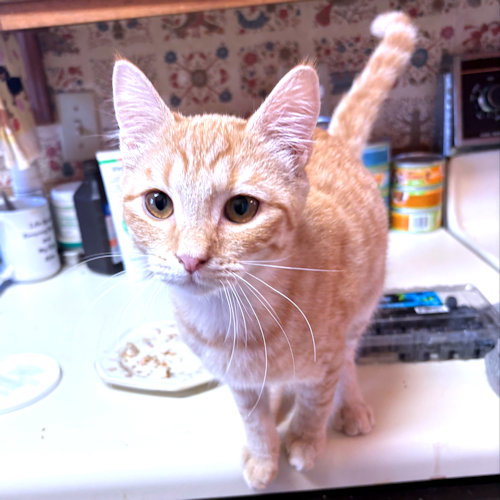 KEITH - Tabby available for adoption