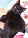 Leo Pitman - Photo 2