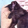 Leo Pitman - Photo 4