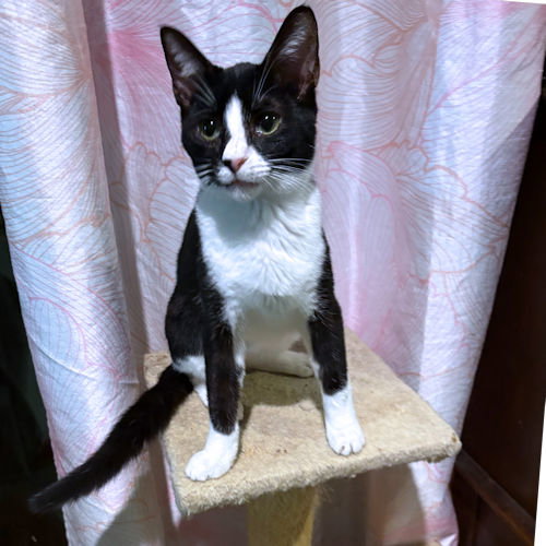 PEPE - Domestic Short Hair available for adoption