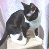 Pepe - Photo 3