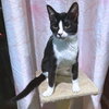Pepe - Photo 4