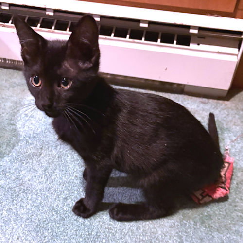 PEPPER - Domestic Medium Hair available for adoption