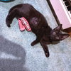 Pepper - Photo 2