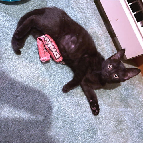 PEPPER - Domestic Medium Hair available for adoption