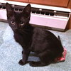 Pepper - Photo 3