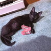 Pepper - Photo 4