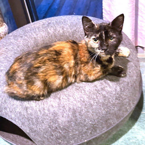 POLLY - Tortoiseshell available for adoption