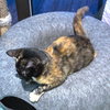 Polly - Photo 2
