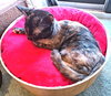 Polly - Photo 3