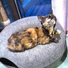 Polly - Photo 4