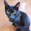 Theodore - Photo 1