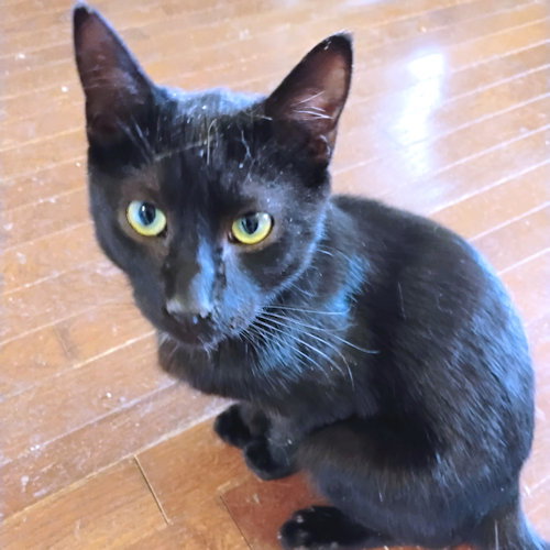 THEODORE - Domestic Short Hair available for adoption