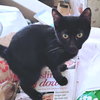 Theodore - Photo 2