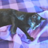 Theodore - Photo 4