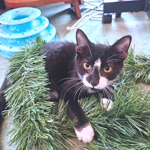 DIAMOND - Domestic Short Hair available for adoption