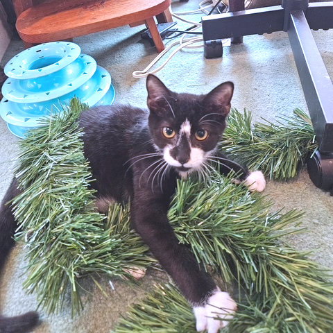 DIAMOND - Domestic Short Hair available for adoption