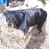 Lady - Photo 1