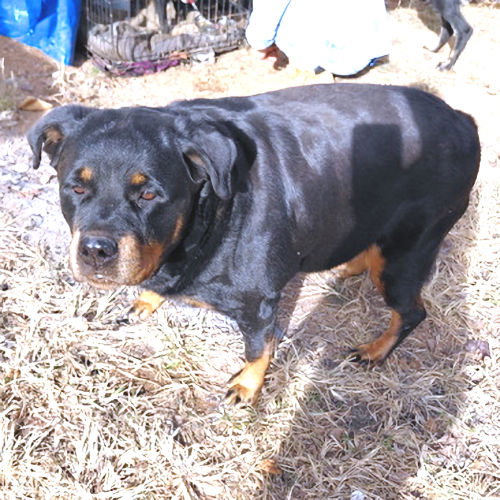 LADY - Rottweiler available for adoption