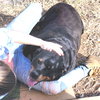 Lady - Photo 2