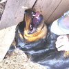 Lady - Photo 3