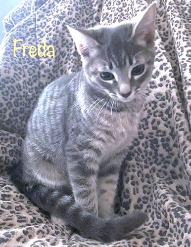 FREDA - Tabby available for adoption