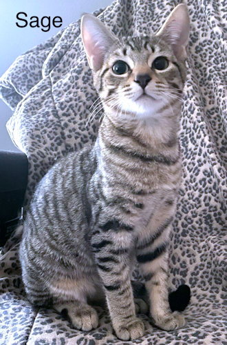 SAGE - Tabby available for adoption