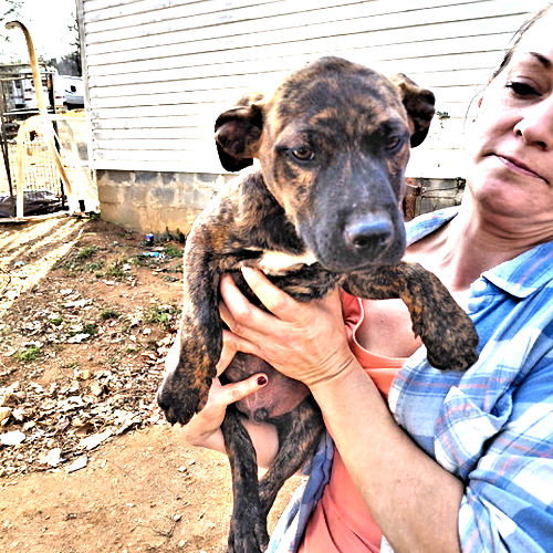 XAVIER - Labrador Retriever / Plott Hound available for adoption
