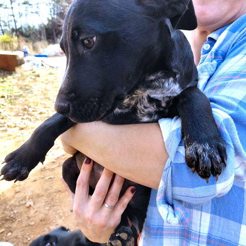 EBONY - Labrador Retriever / Plott Hound available for adoption