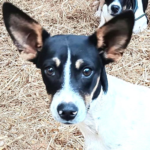 JINGLEBELLS - Fox Terrier available for adoption