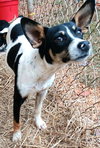 Jinglebells - Photo 2