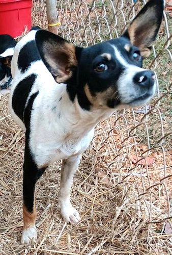 JINGLEBELLS - Fox Terrier available for adoption