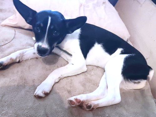 SPANKY - Feist / Smooth Fox Terrier available for adoption