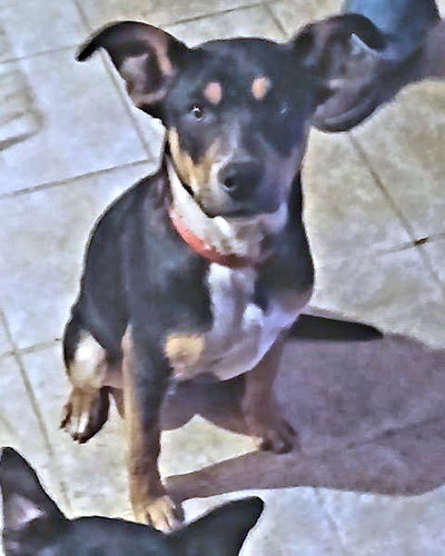 picture of the dog needing adoption