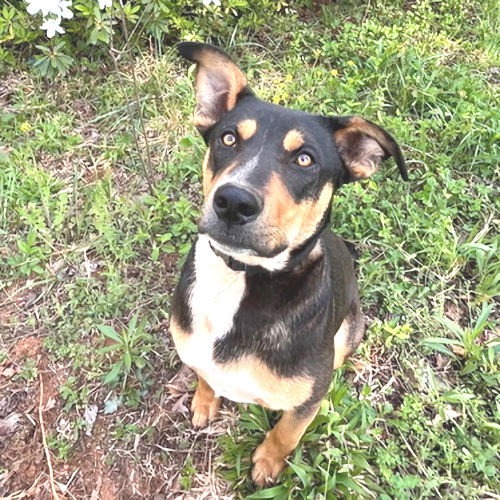 BATMAN - Doberman Pinscher / Labrador Retriever available for adoption