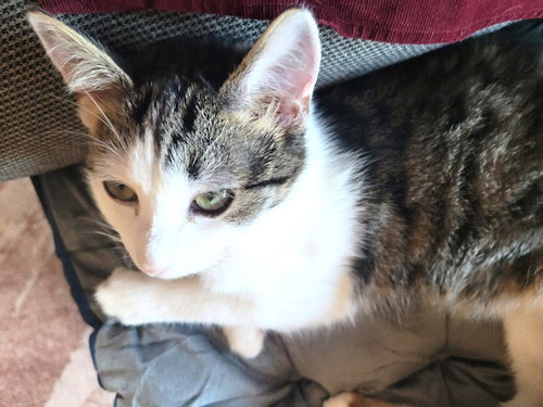 BUTTERFINGER - Tabby available for adoption