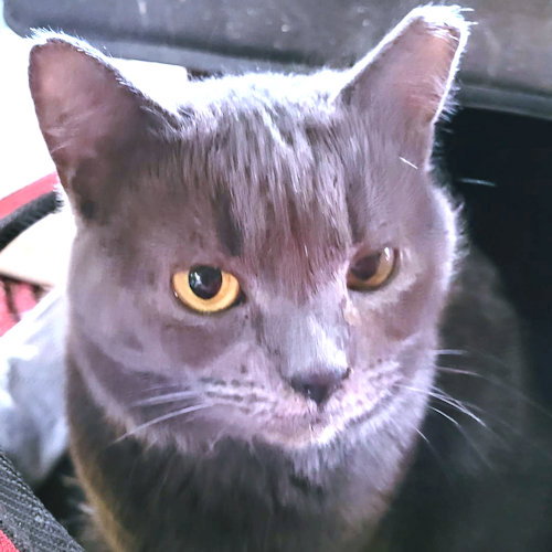 CARLY - Domestic Short Hair available for adoption
