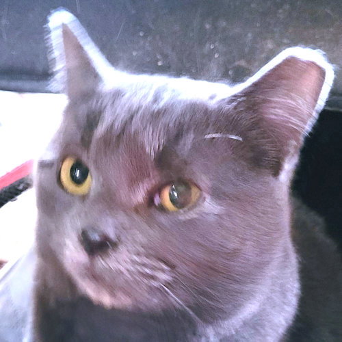 CARLY - Domestic Short Hair available for adoption