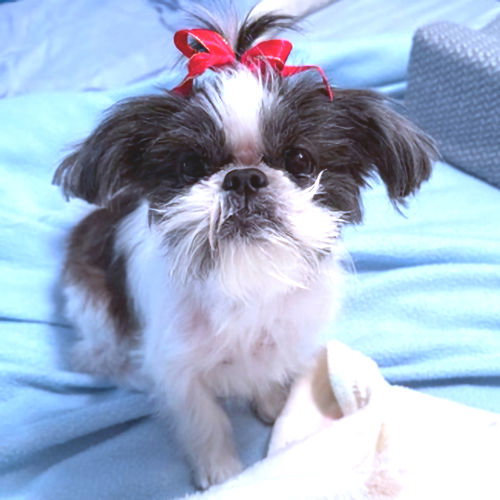 Sadie Image
